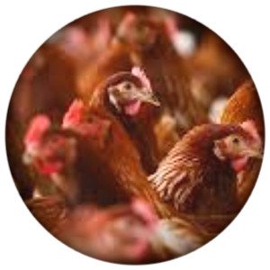 Восемь новых предприятий в рамках импортозамещения начнут работать в Московской области