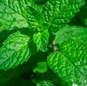 В Крыму готовят новые проекты по выпуску косметики и мыла из местного сырья